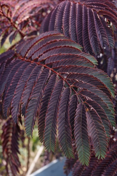 Альбіція / Акація ленкоранська Саммер Чоколайт|Albizia julibrissin Summer Chocolate|Альбиция / Акация ленкоранская Саммер Чоколайт